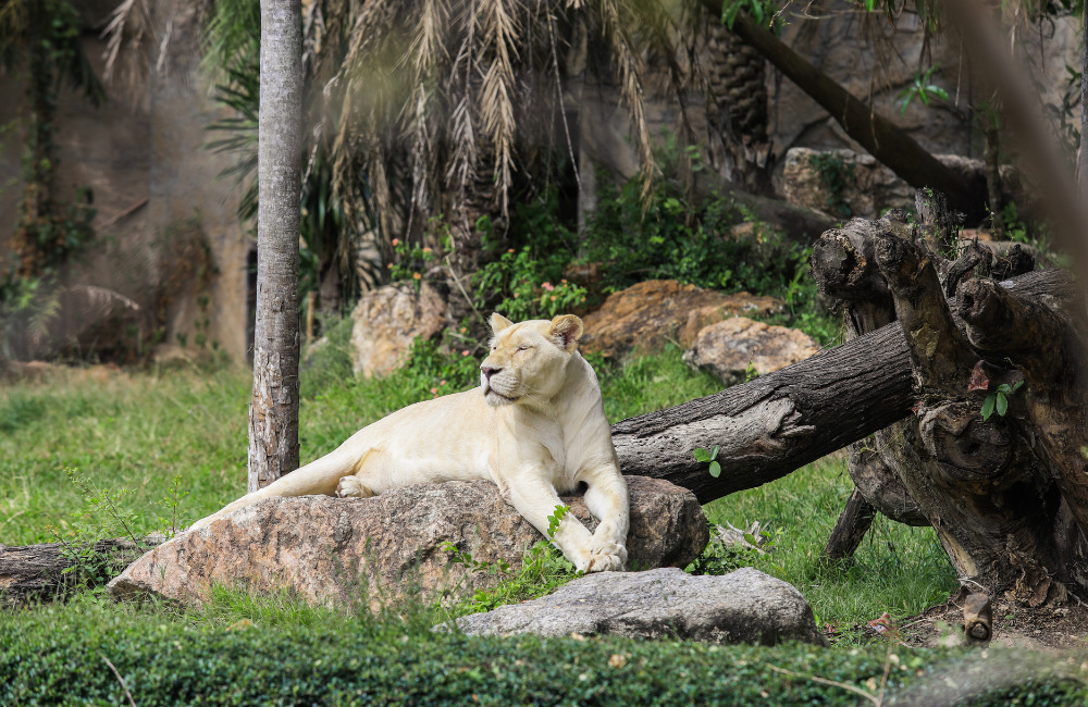 Khao Kheow Open Zoo