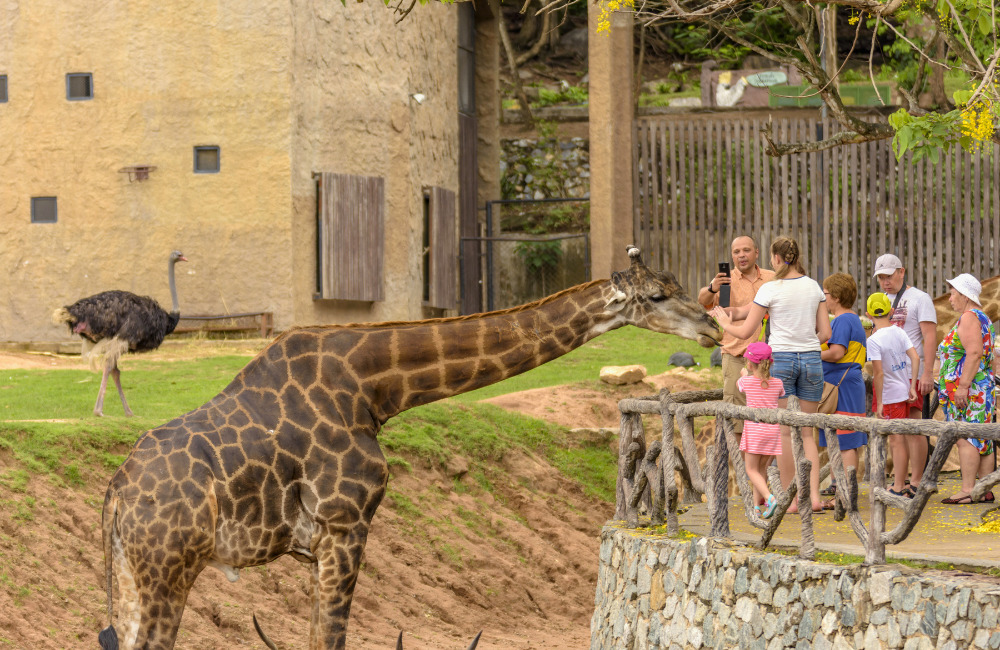 Families feeding giraffes at Khao Kheow Open Zoo in Pattaya – family-friendly wildlife experience