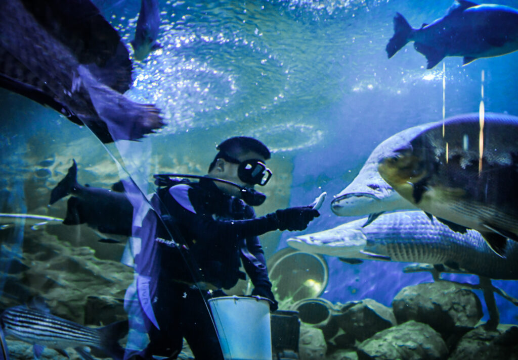 Aquarium Pattaya