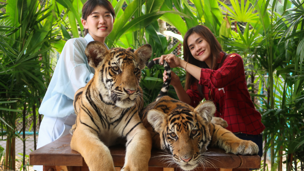 นักท่องเที่ยวสองคนกำลังถ่ายภาพคู่กับเสือโคร่งอย่างใกล้ชิดที่ ไทเกอร์ พาร์ค พัทยา บรรยากาศล้อมรอบด้วยต้นไม้เขียวชอุ่ม