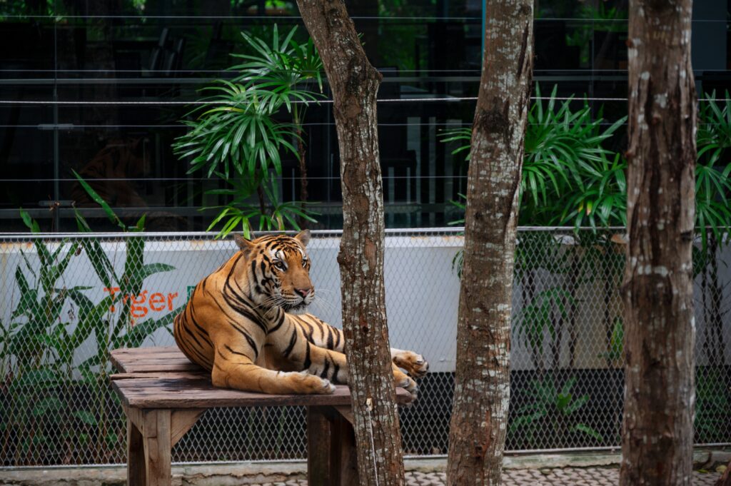 A tiger lounging on a wooden platform in a lush outdoor enclosure at Tiger Park Pattaya, surrounded by greenery and fencing.