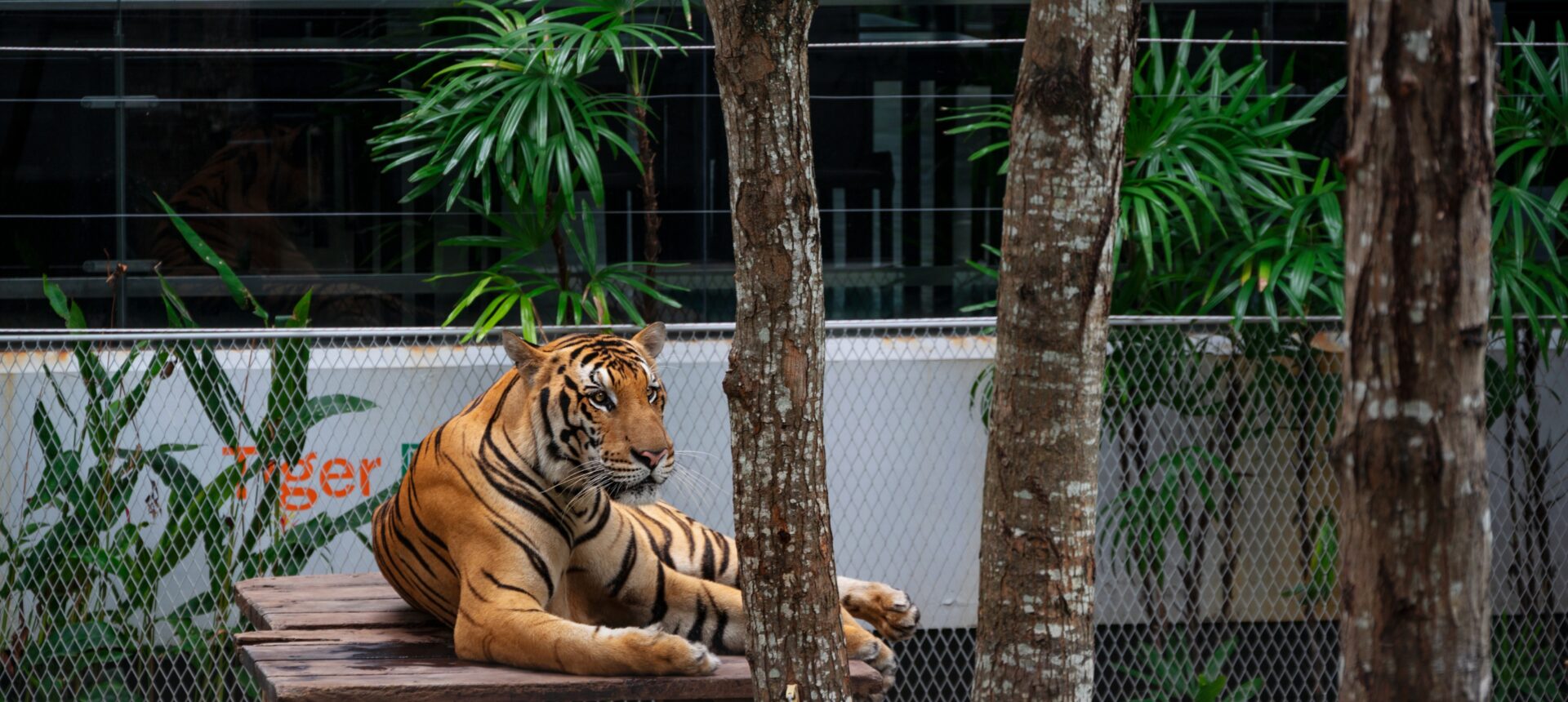 Tiger Park Pattaya